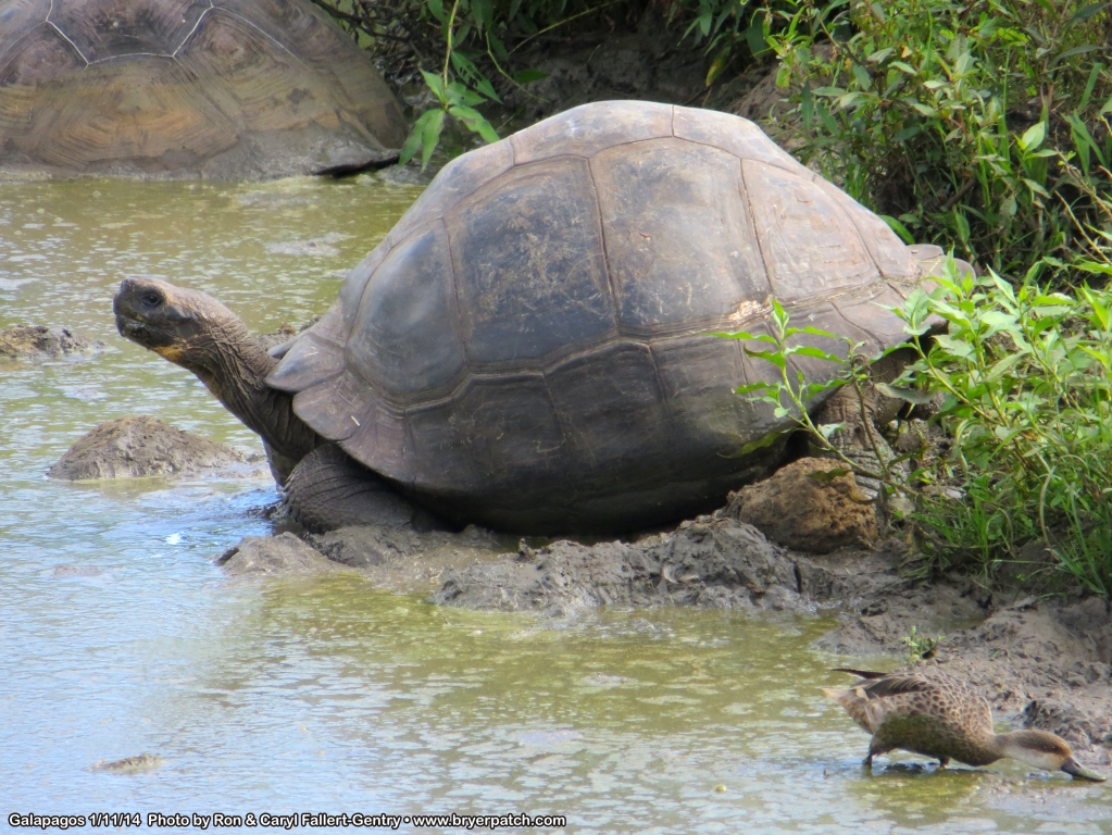 click for next image