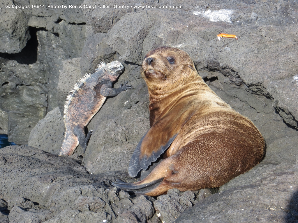 click for next image