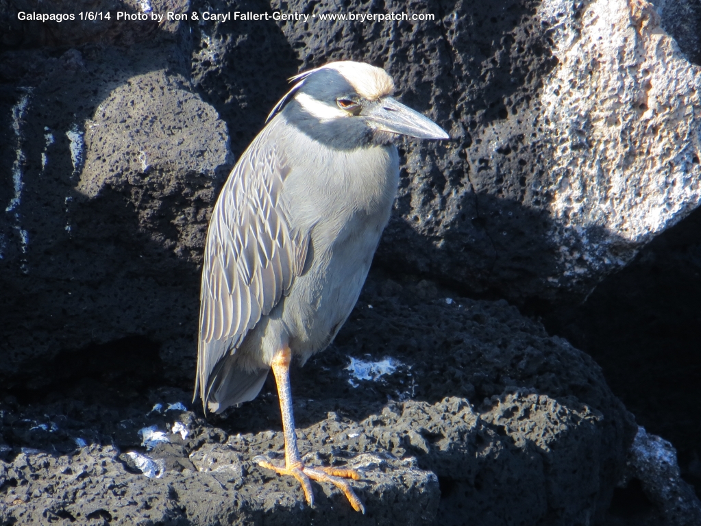 click for next image