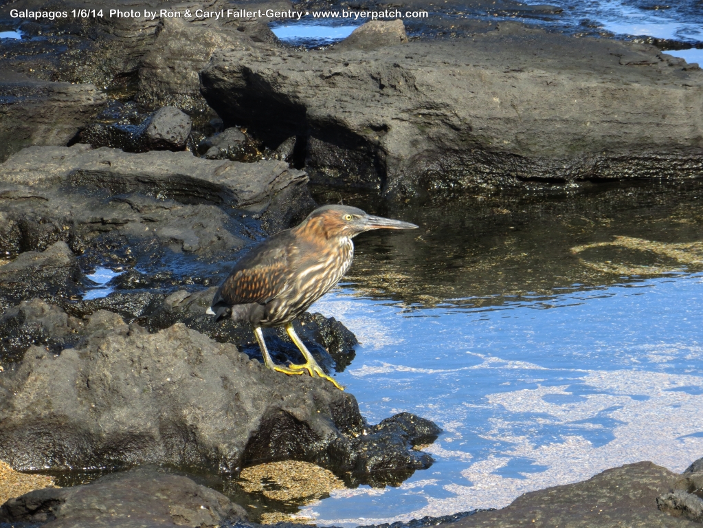 click for next image