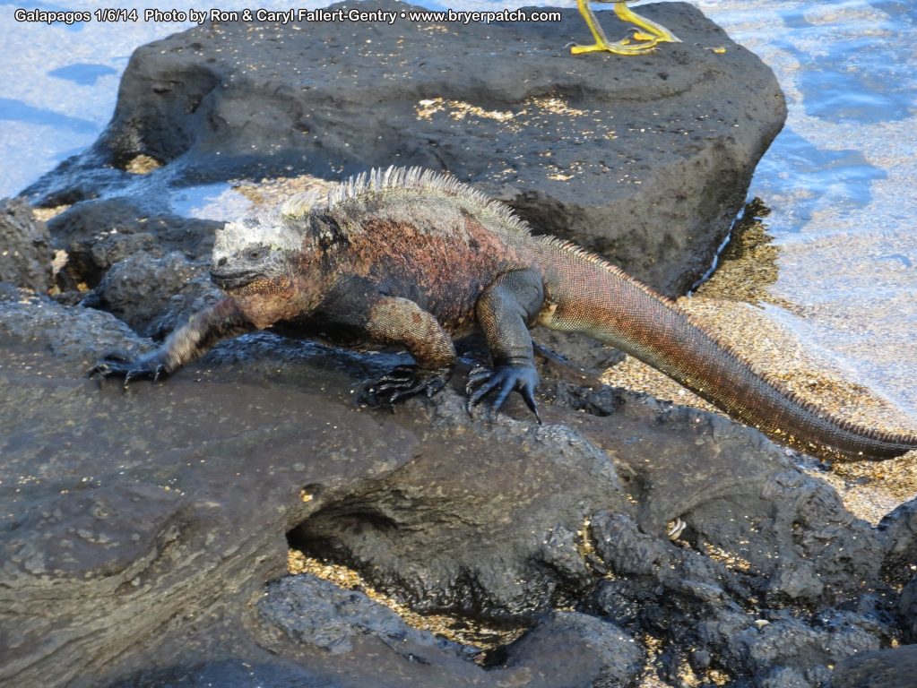 click for next image