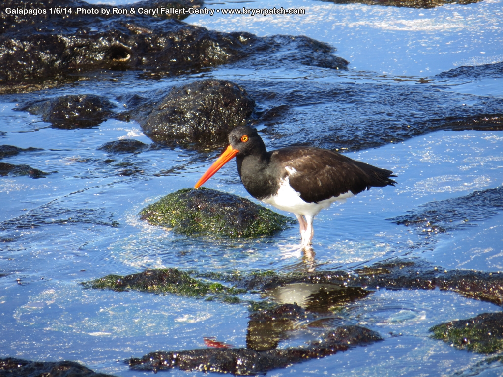 click for next image