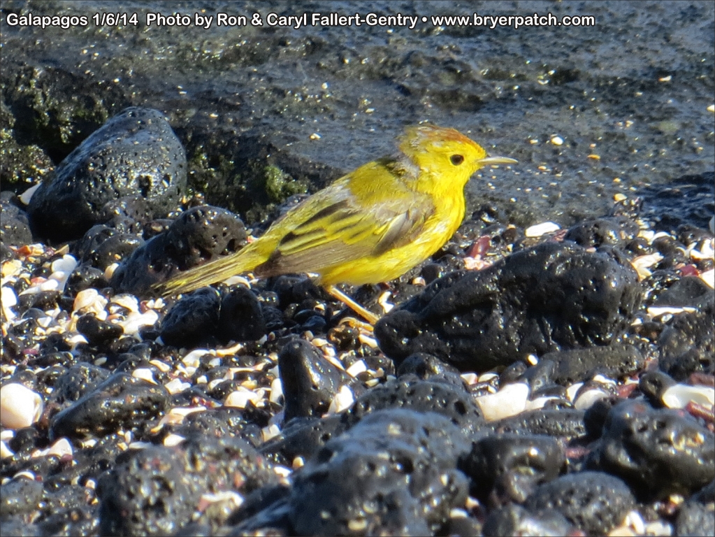 click for next image