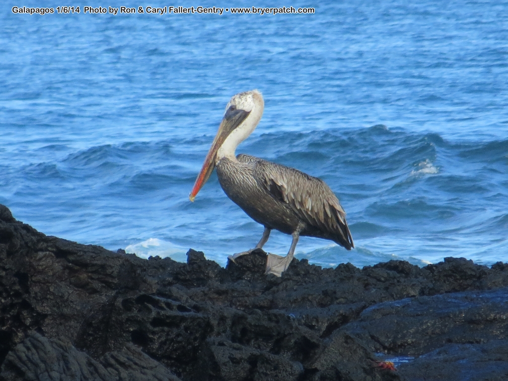 click for next image