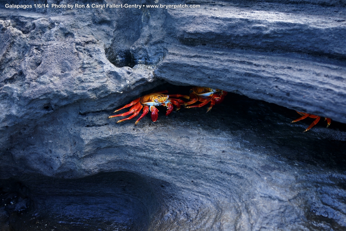 click for next image