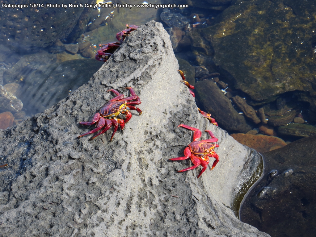 click for next image