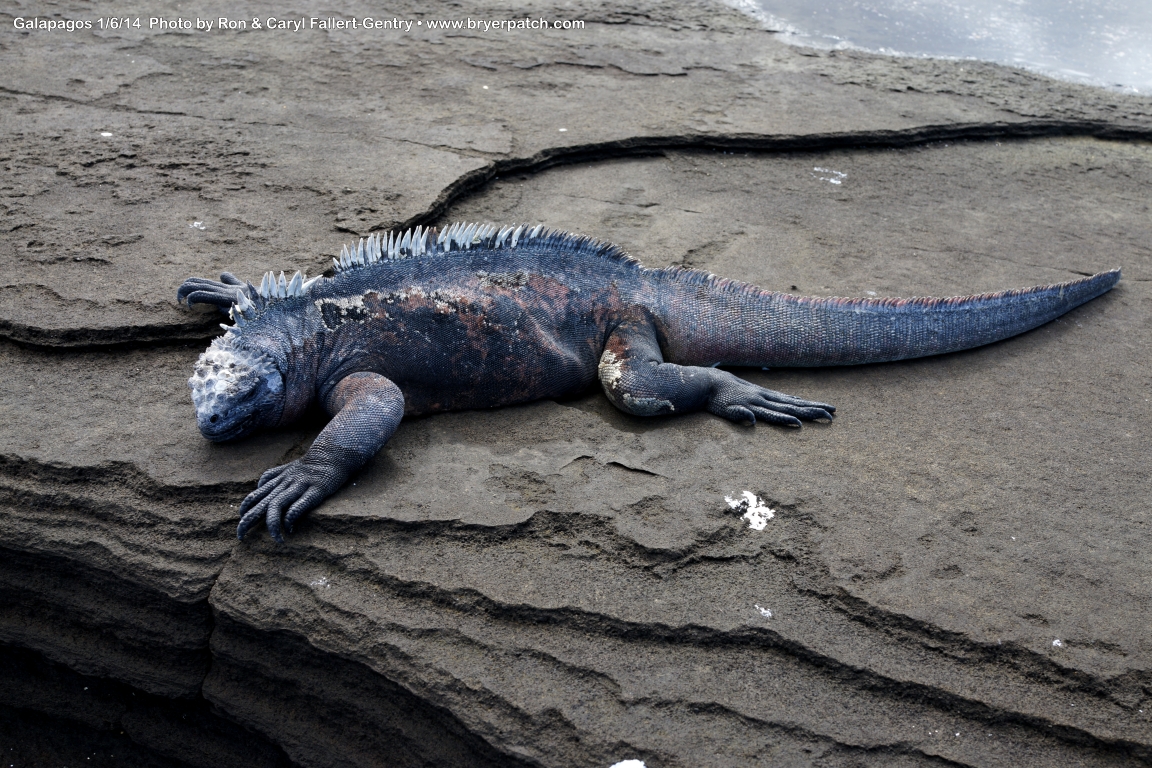 click for next image