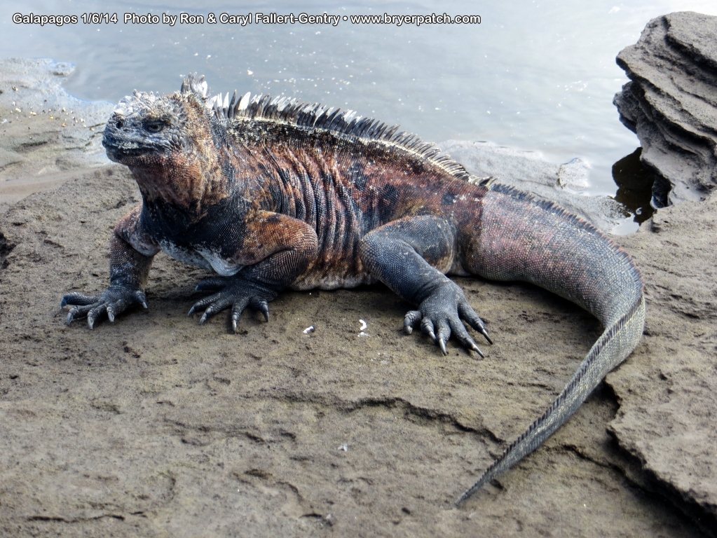 click for next image