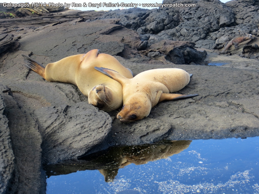 click for next image