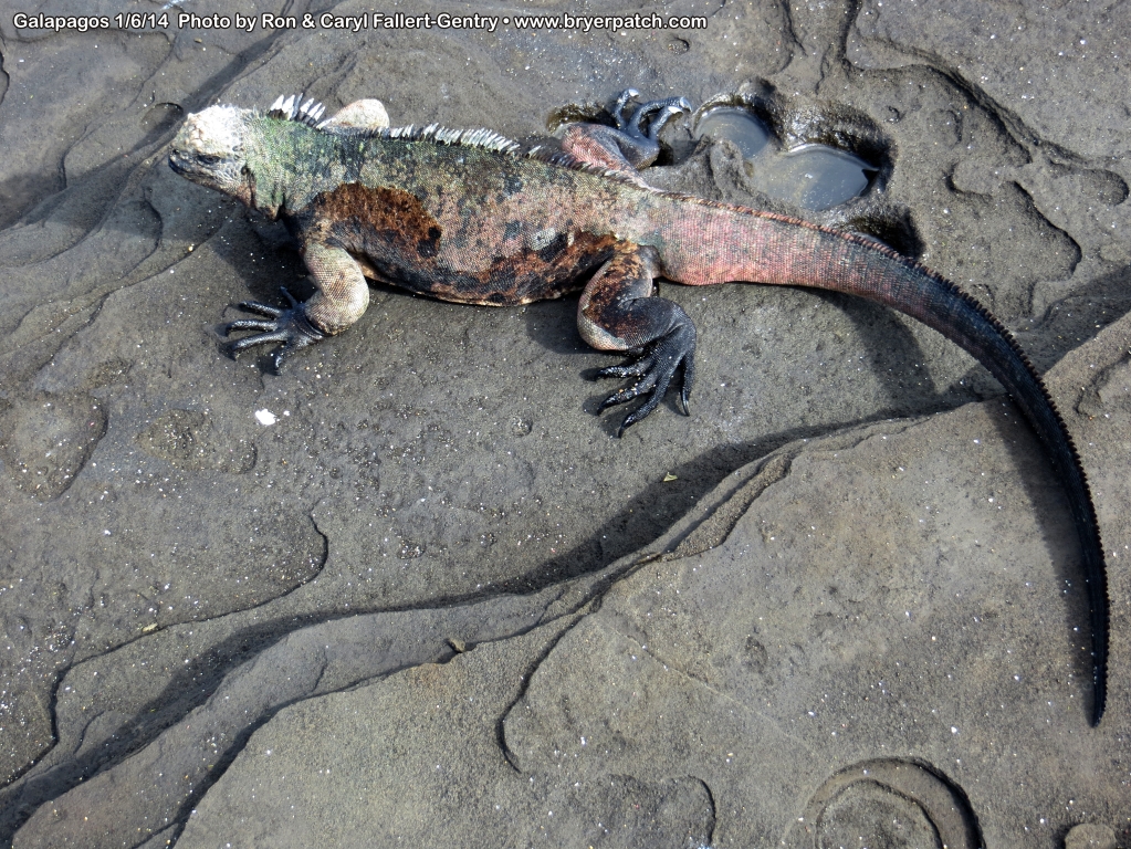 click for next image