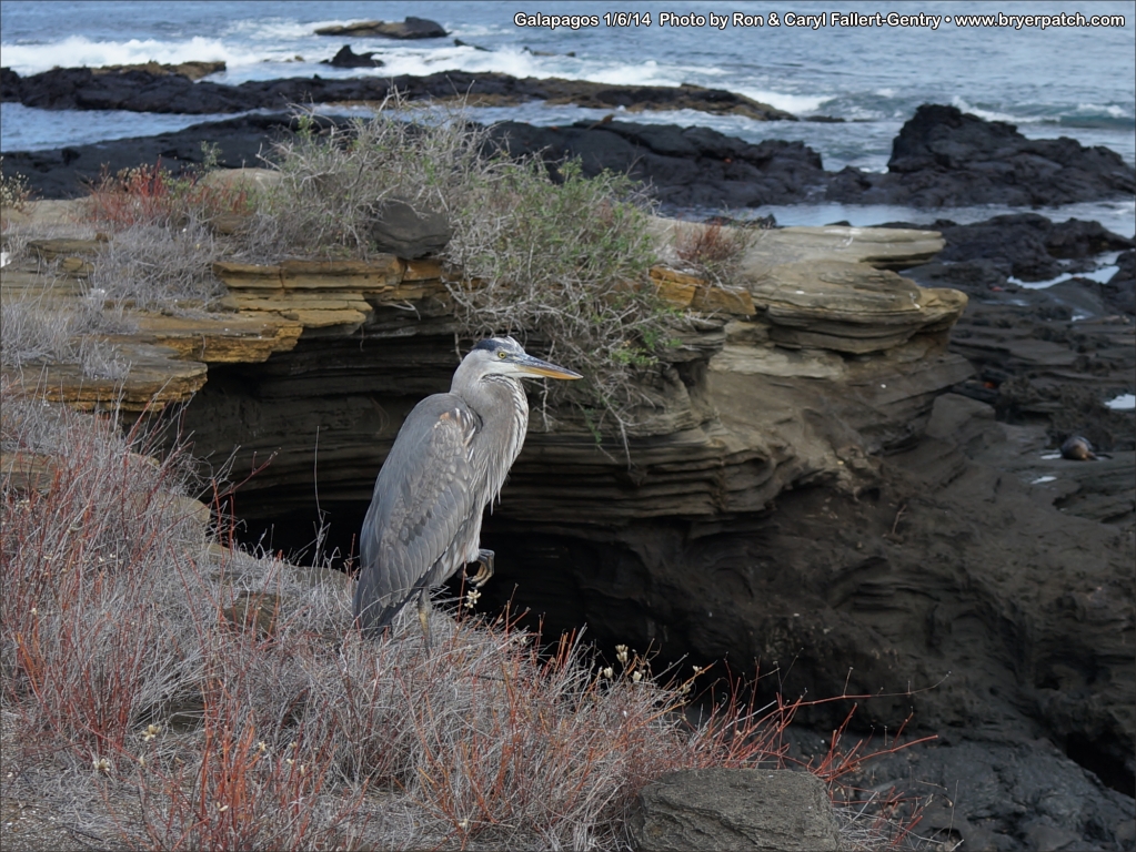 click for next image