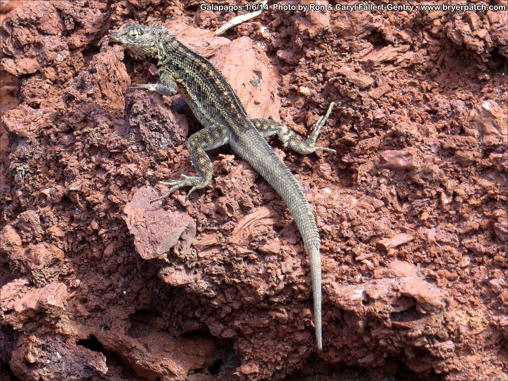 click for next image