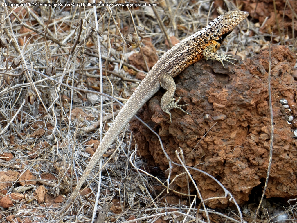 click for next image