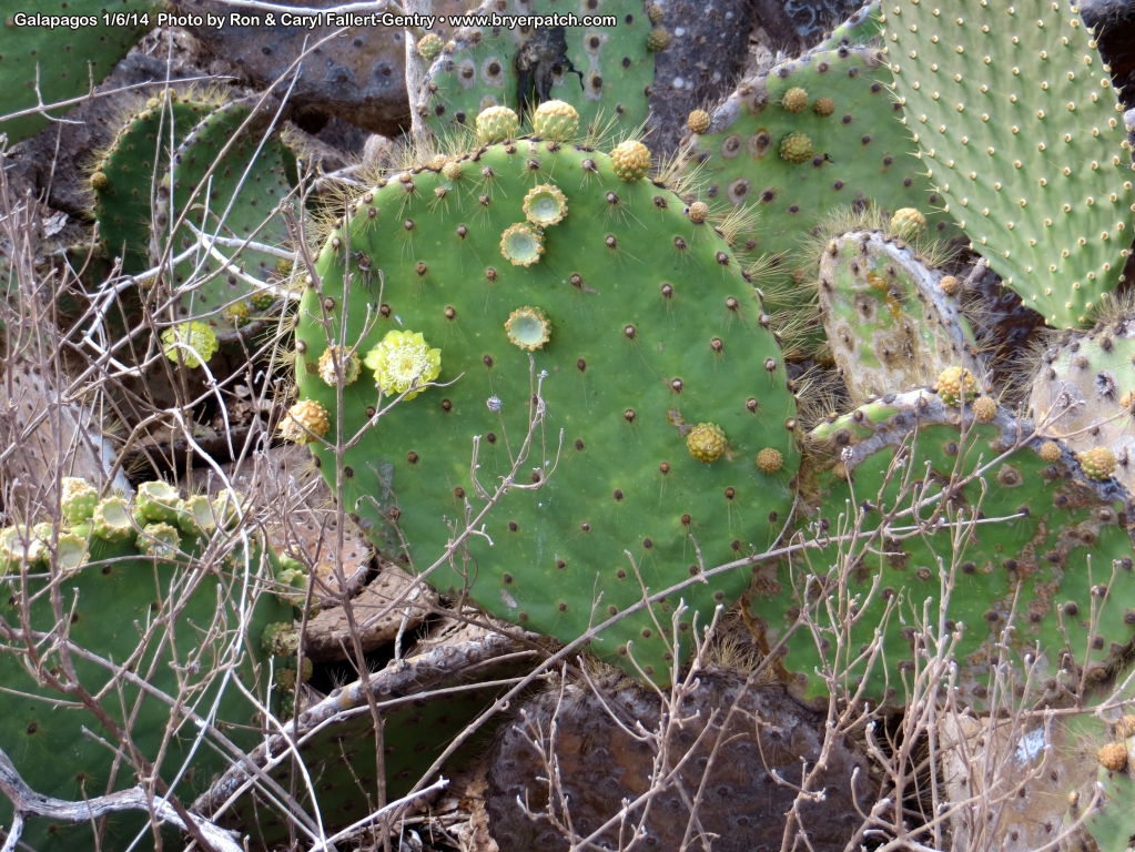 click for next image