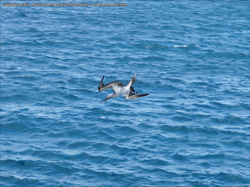 click for next image