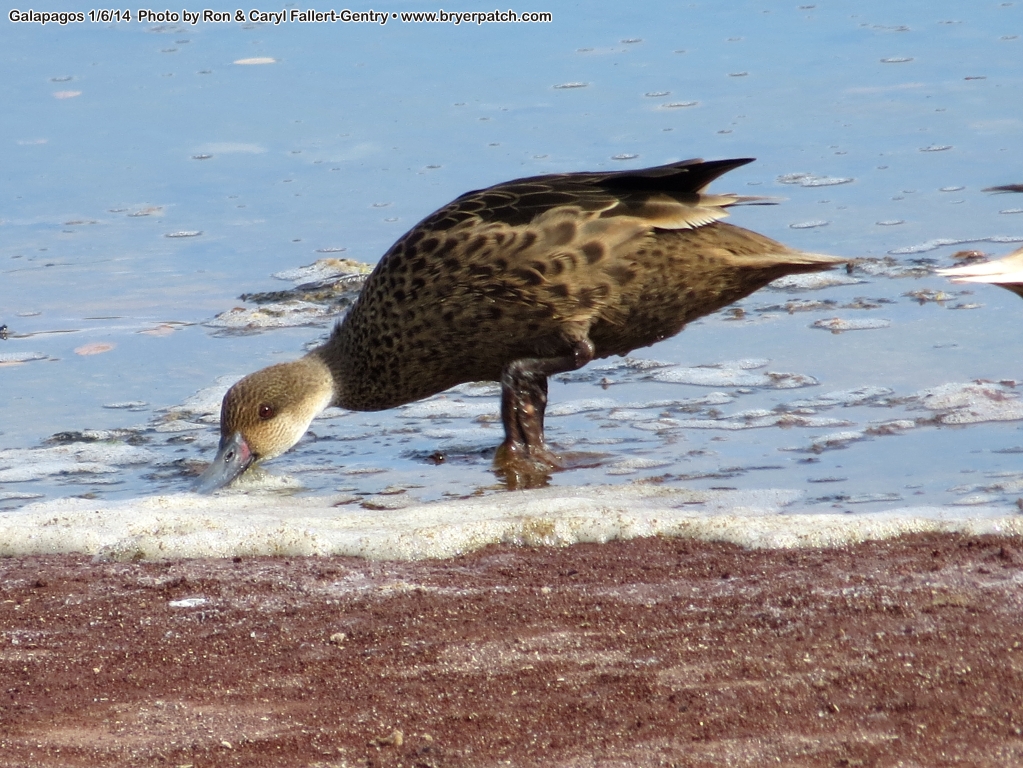 click for next image