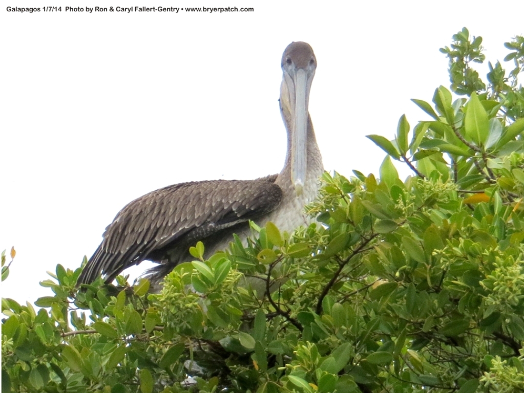 click for next image