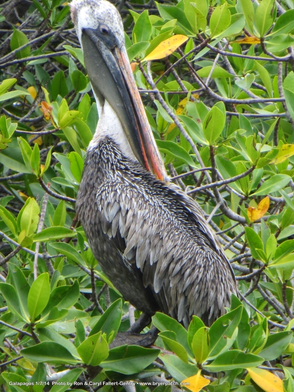 click for next image