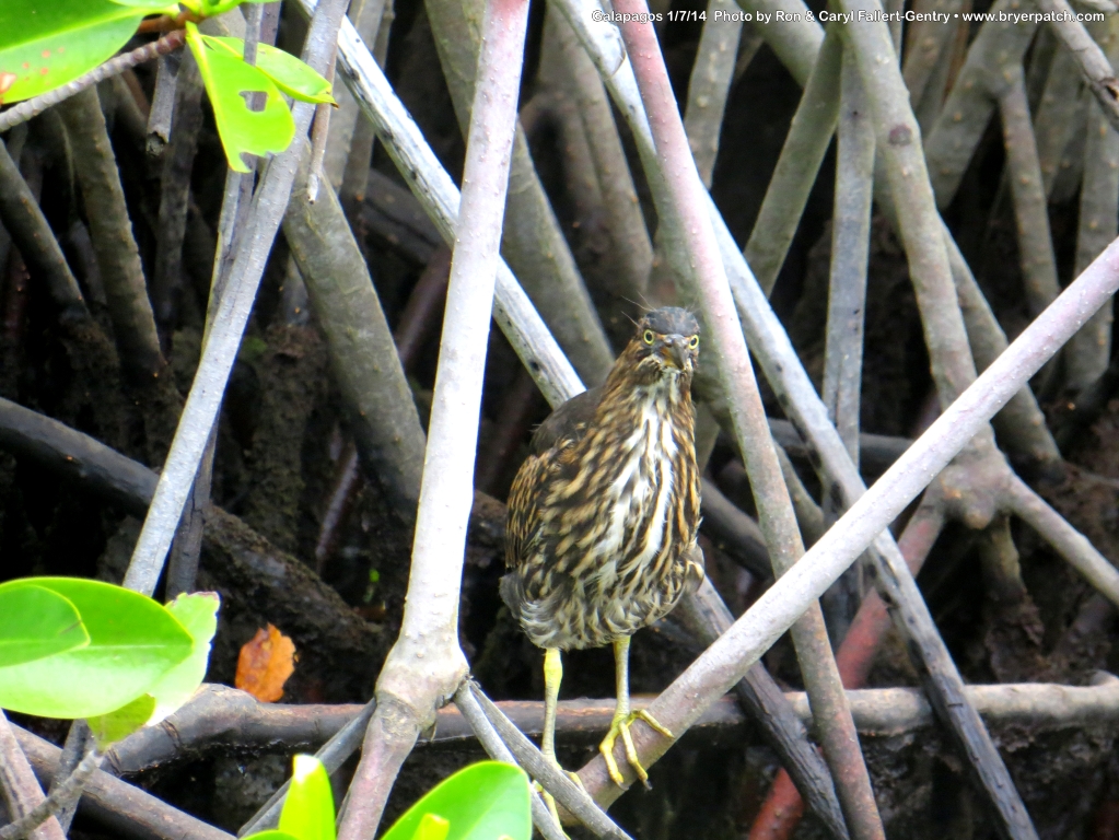 click for next image