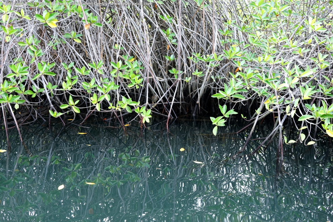 click for next image