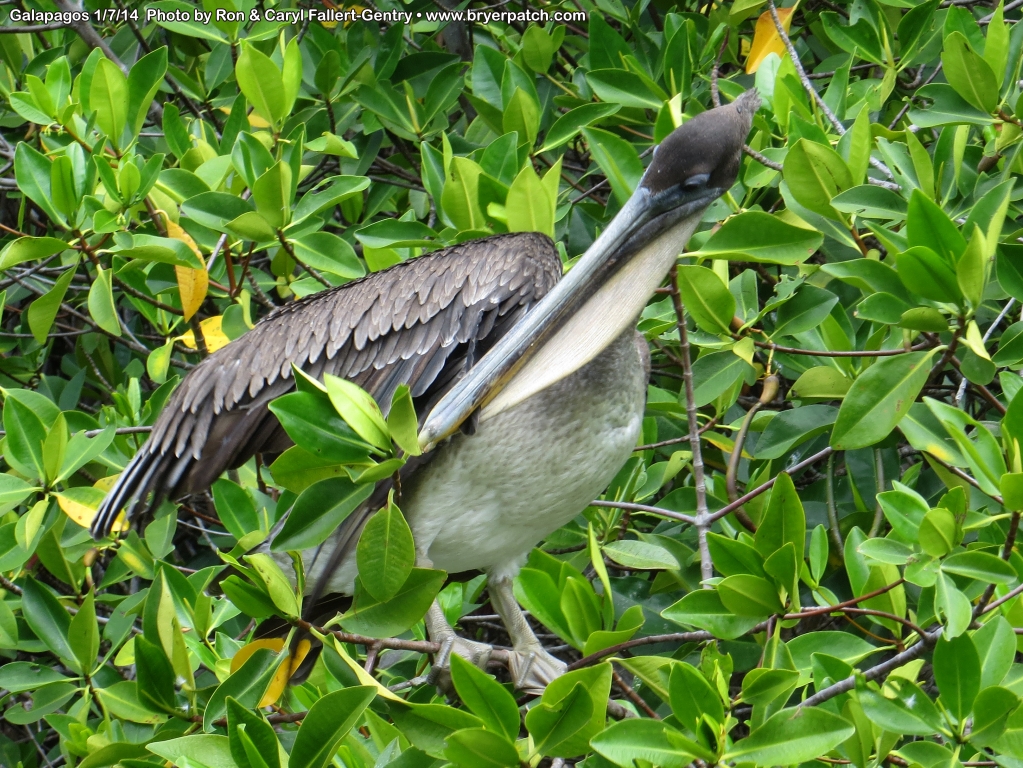 click for next image