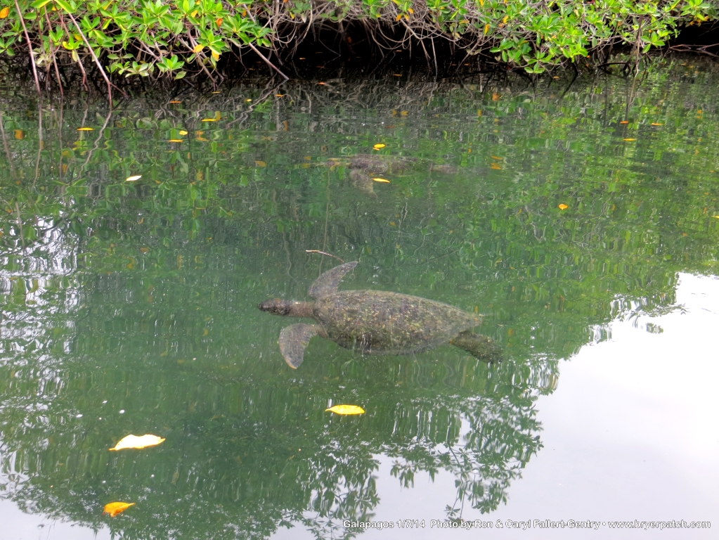 click for next image