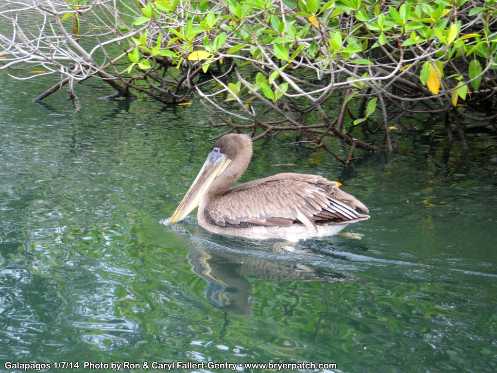 click for next image