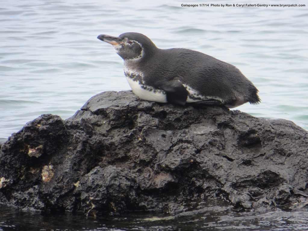 click for next image