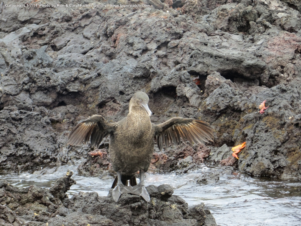 click for next image