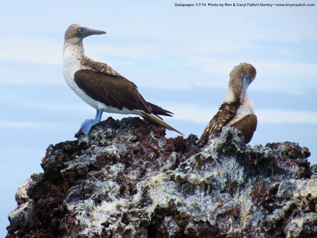 click for next image