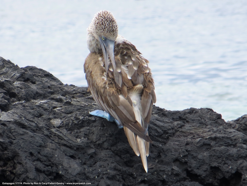 click for next image