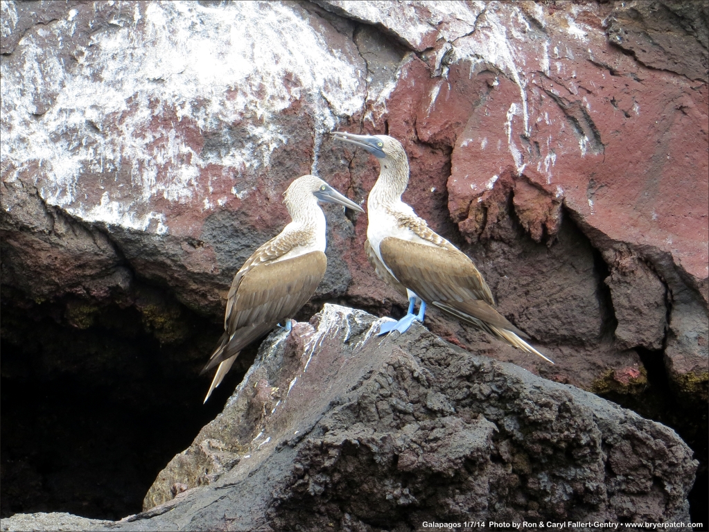 click for next image