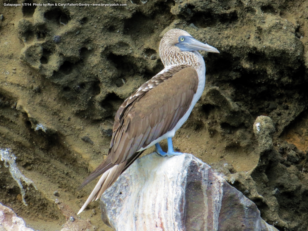 click for next image