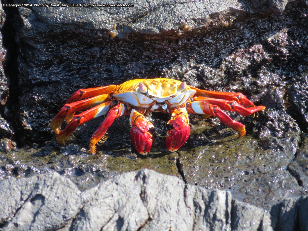 click for next image