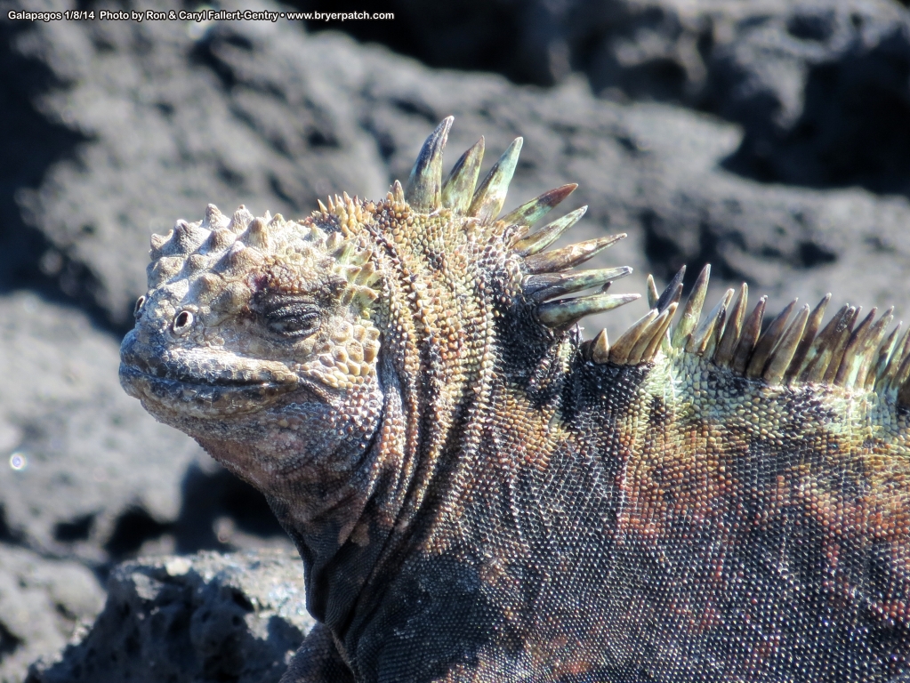 click for next image