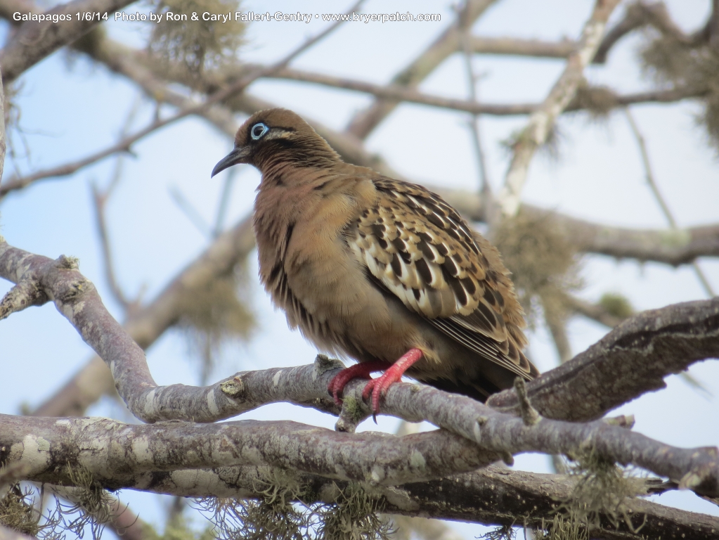 click for next image