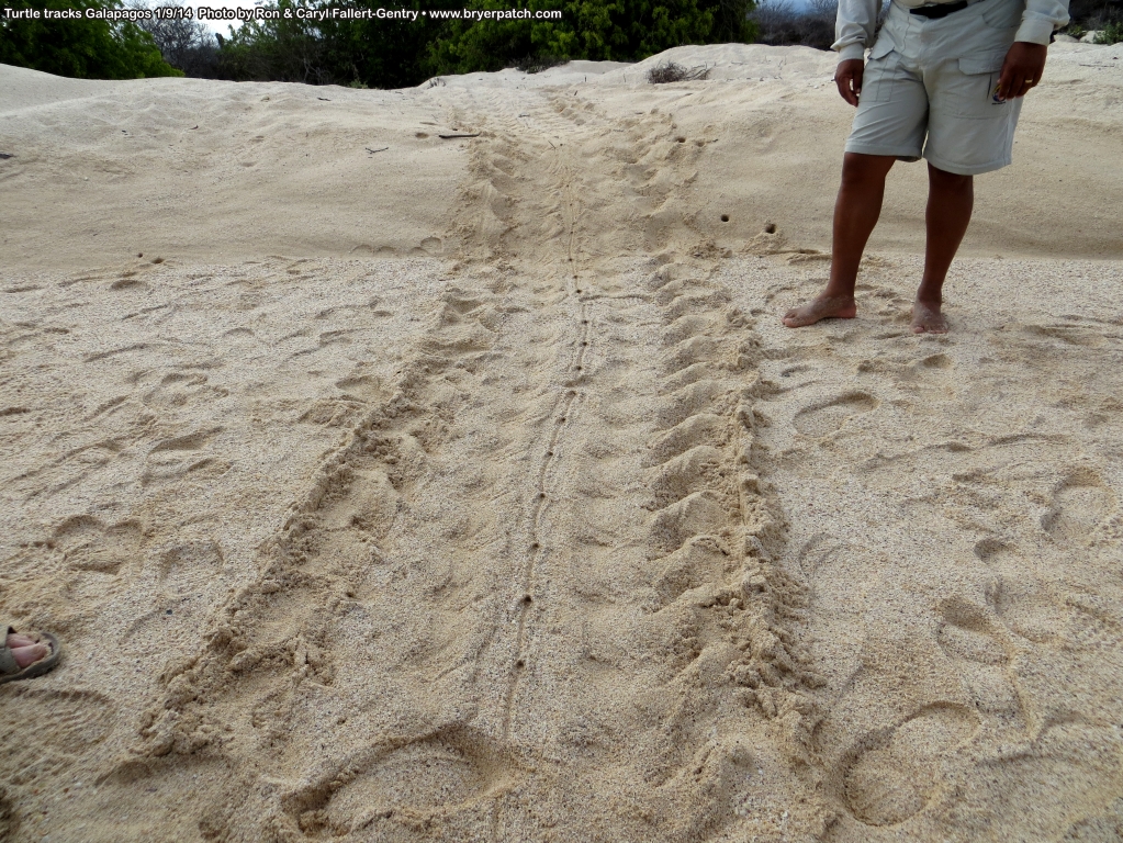 click for next image