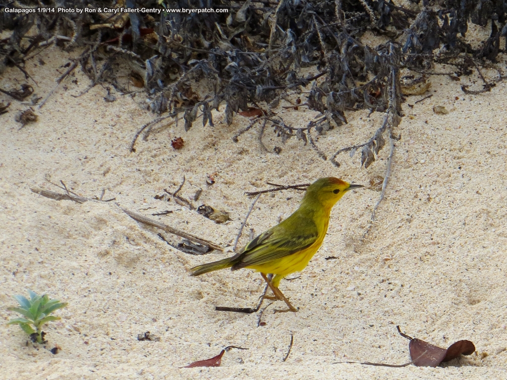 click for next image