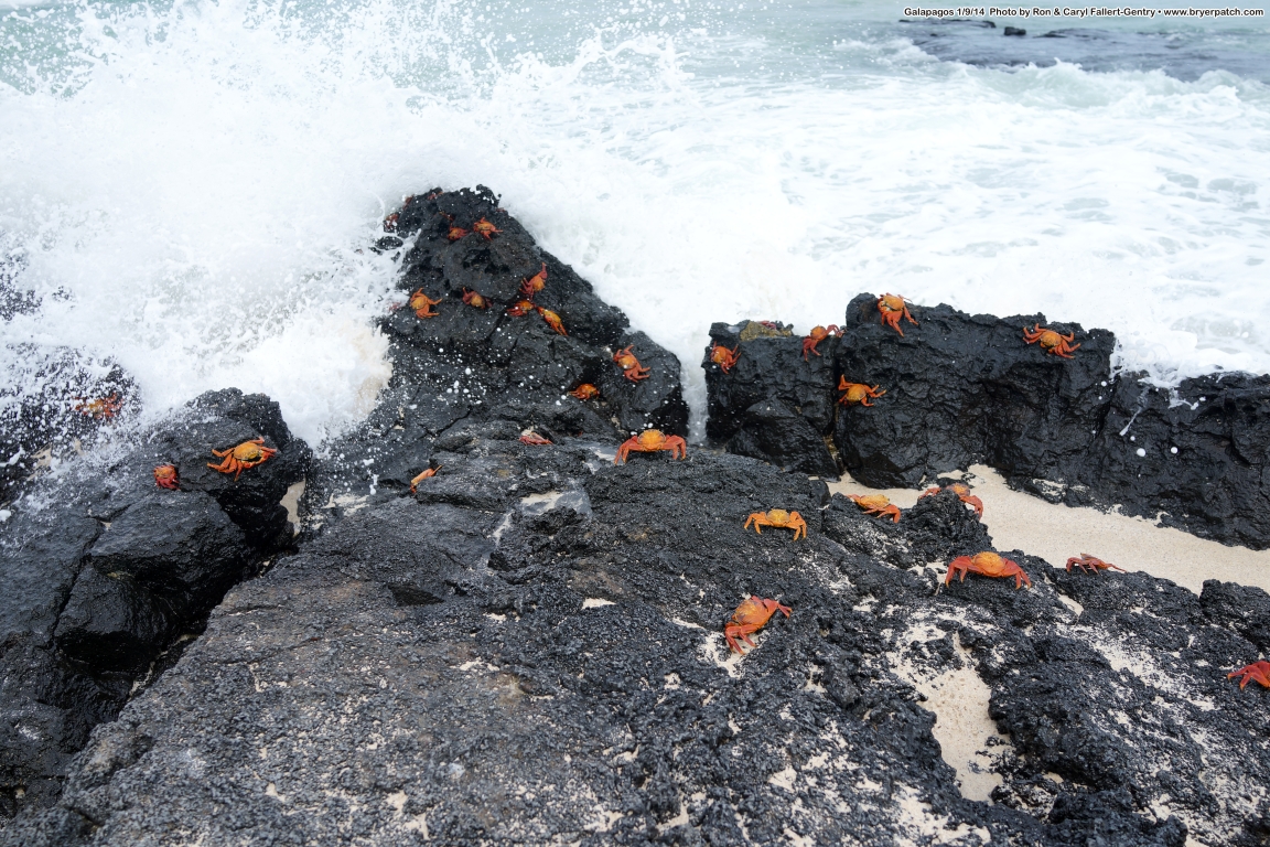 click for next image