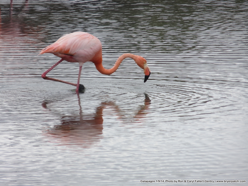 click for next image