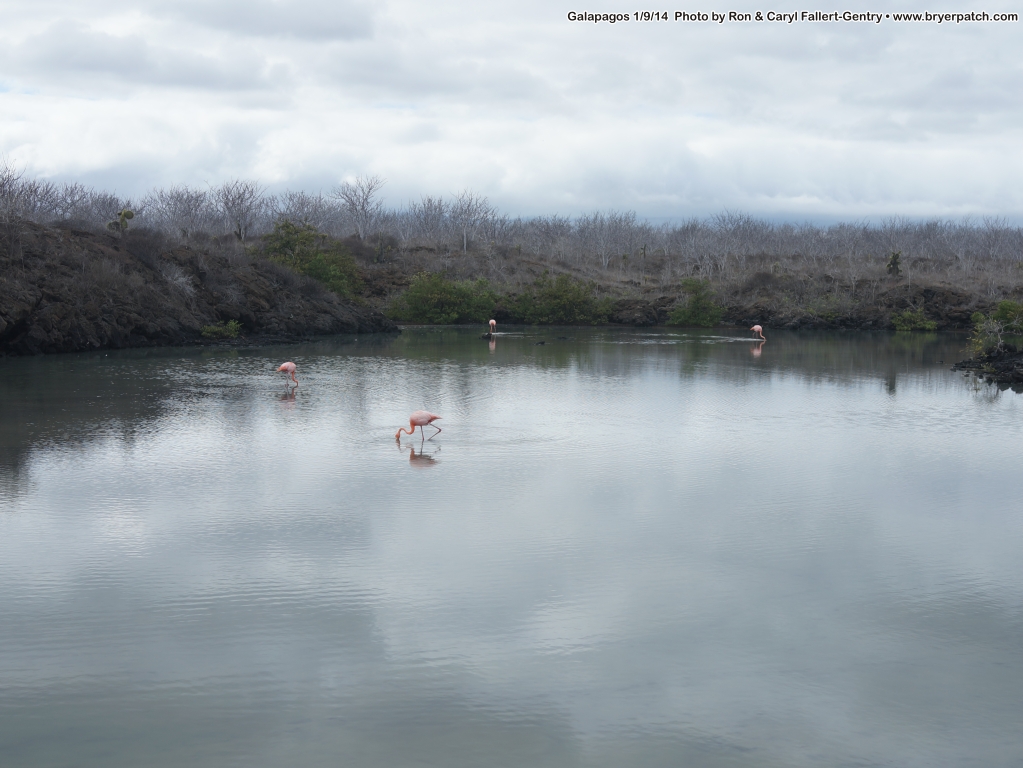 click for next image