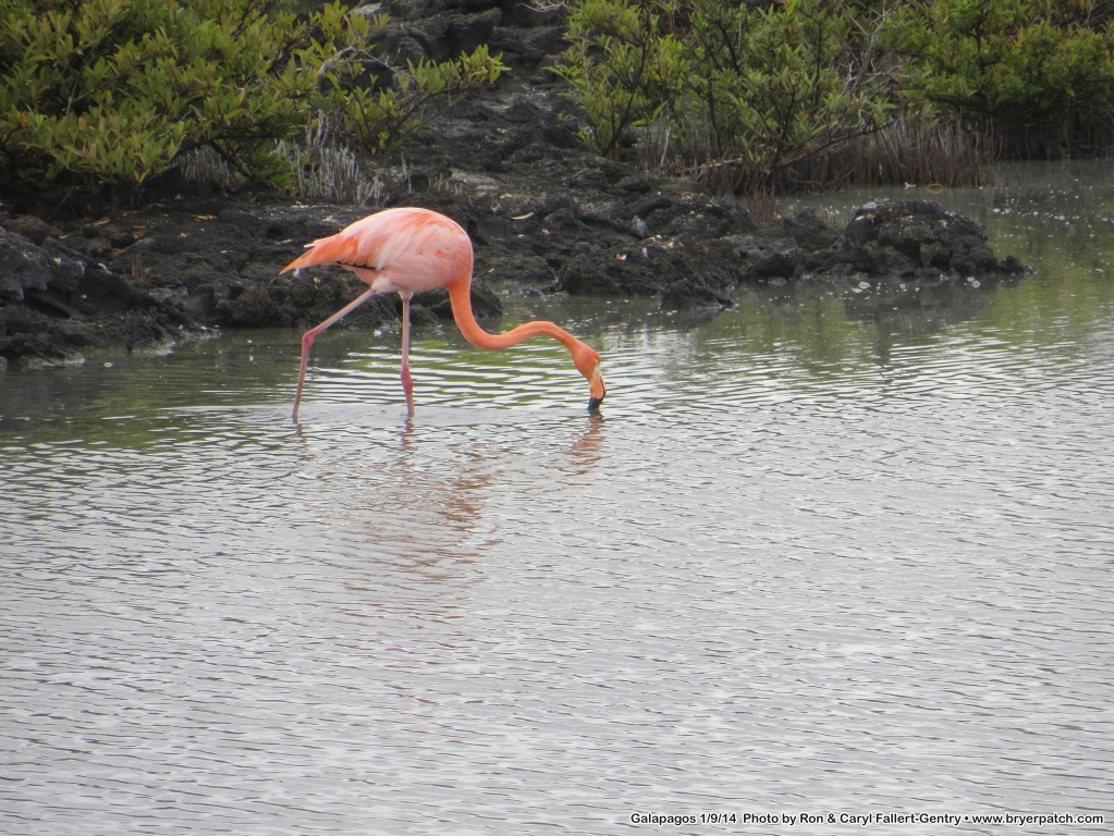 click for next image