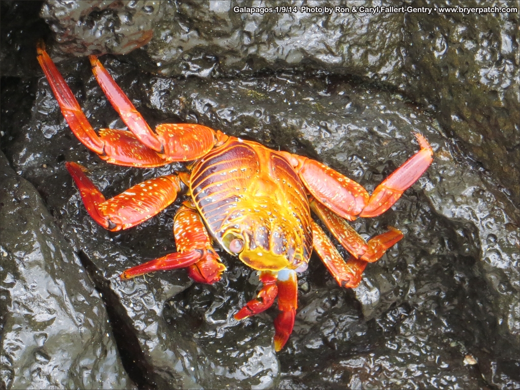 click for next image