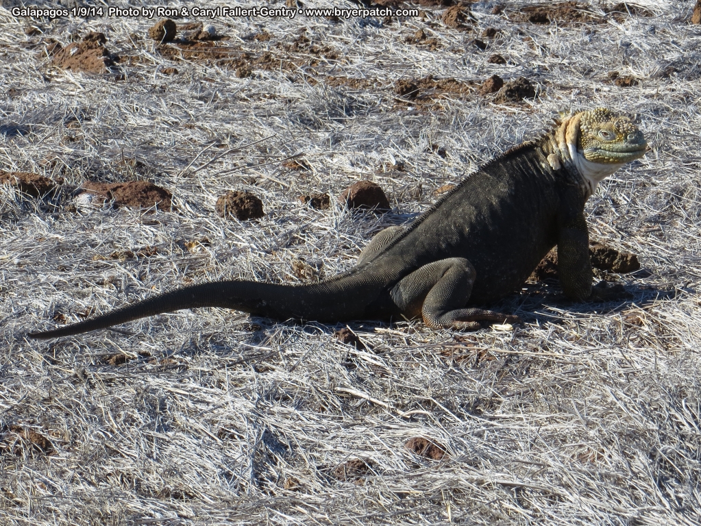 click for next image