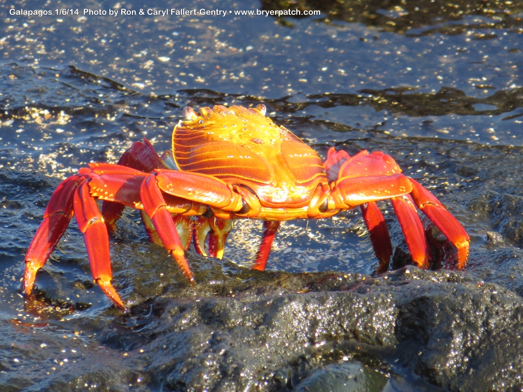 click for next image