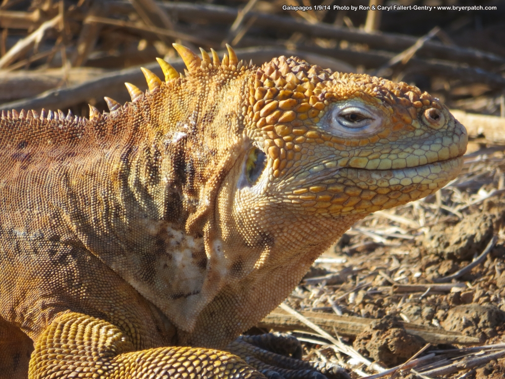 click for next image