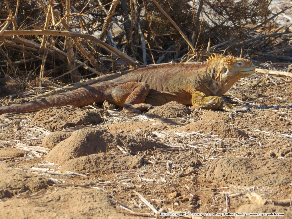 click for next image