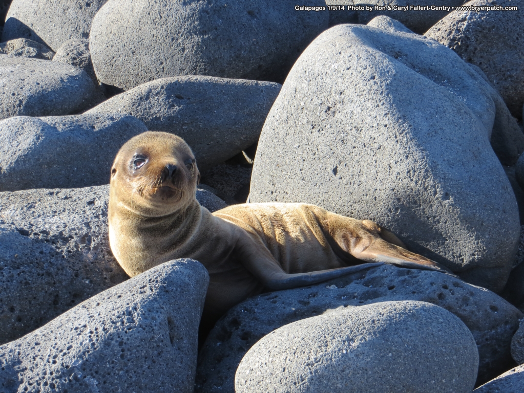 click for next image