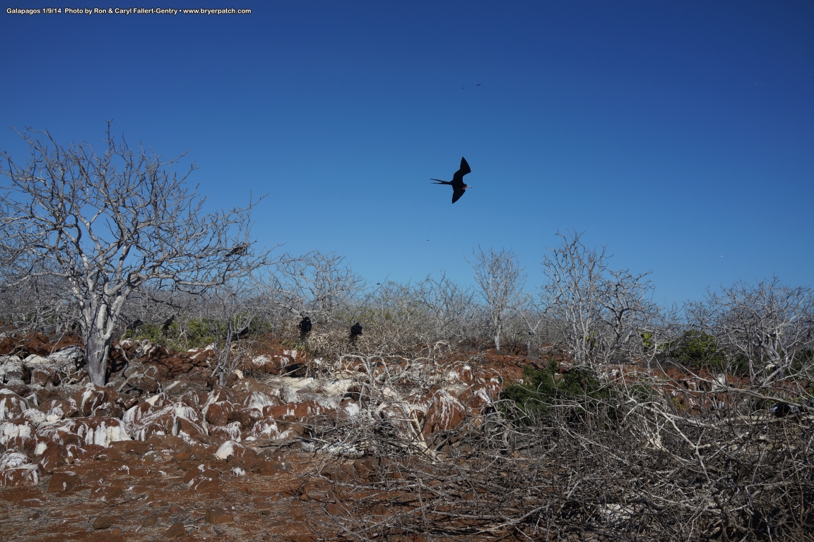 click for next image