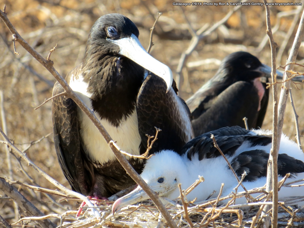 click for next image